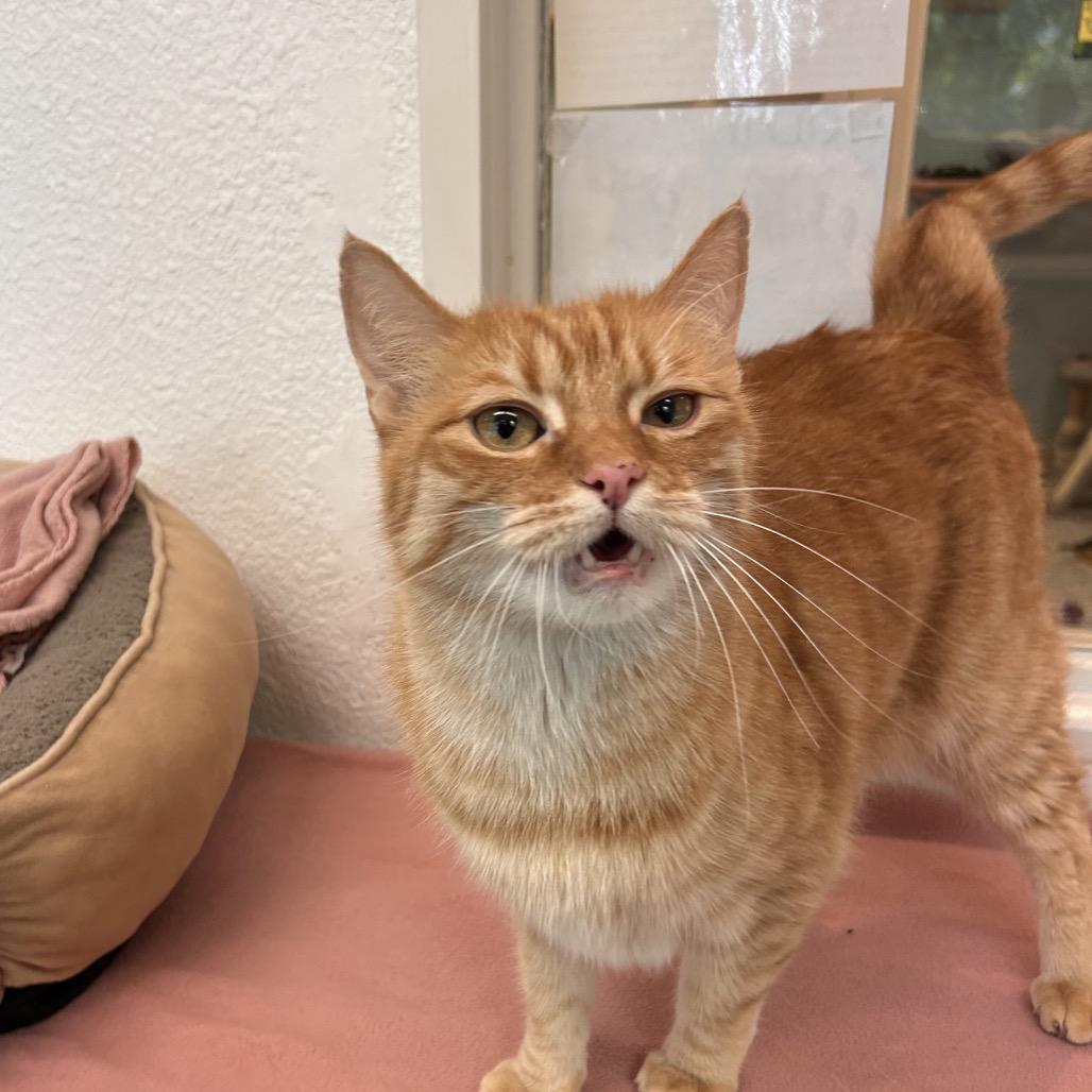 Enlarge Frangelico, a Adoptable Domestic Short Hair in Fresno, CA image 5/6