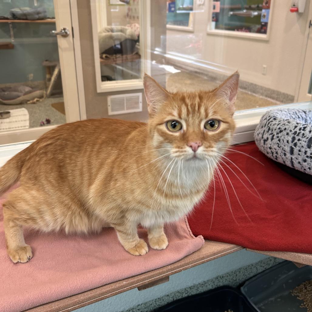 Enlarge Frangelico, a Adoptable Domestic Short Hair in Fresno, CA image 6/6