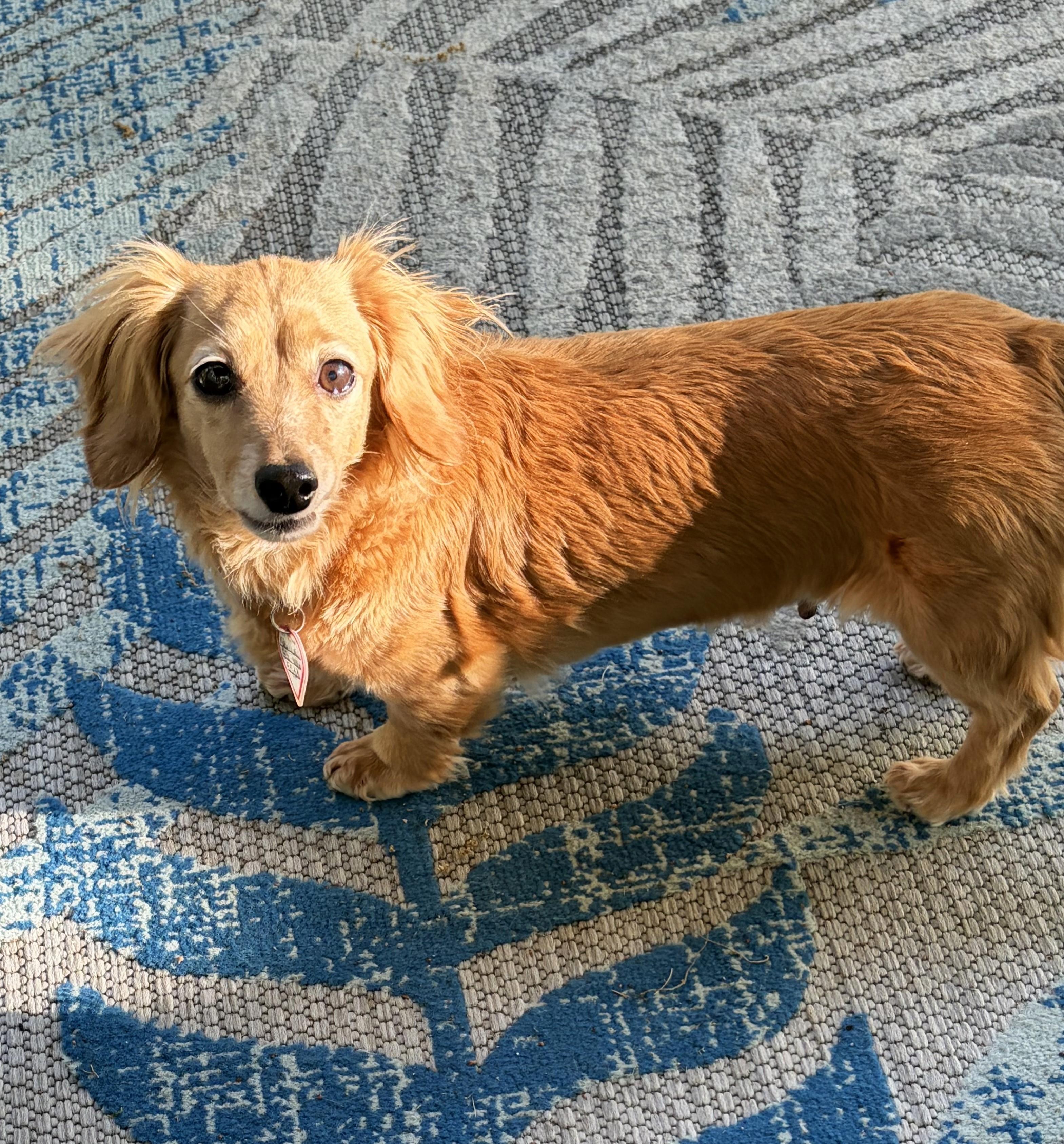 Enlarge Stella in TN, a ADOPTABLE Dachshund in Seymour, TN image 2/5