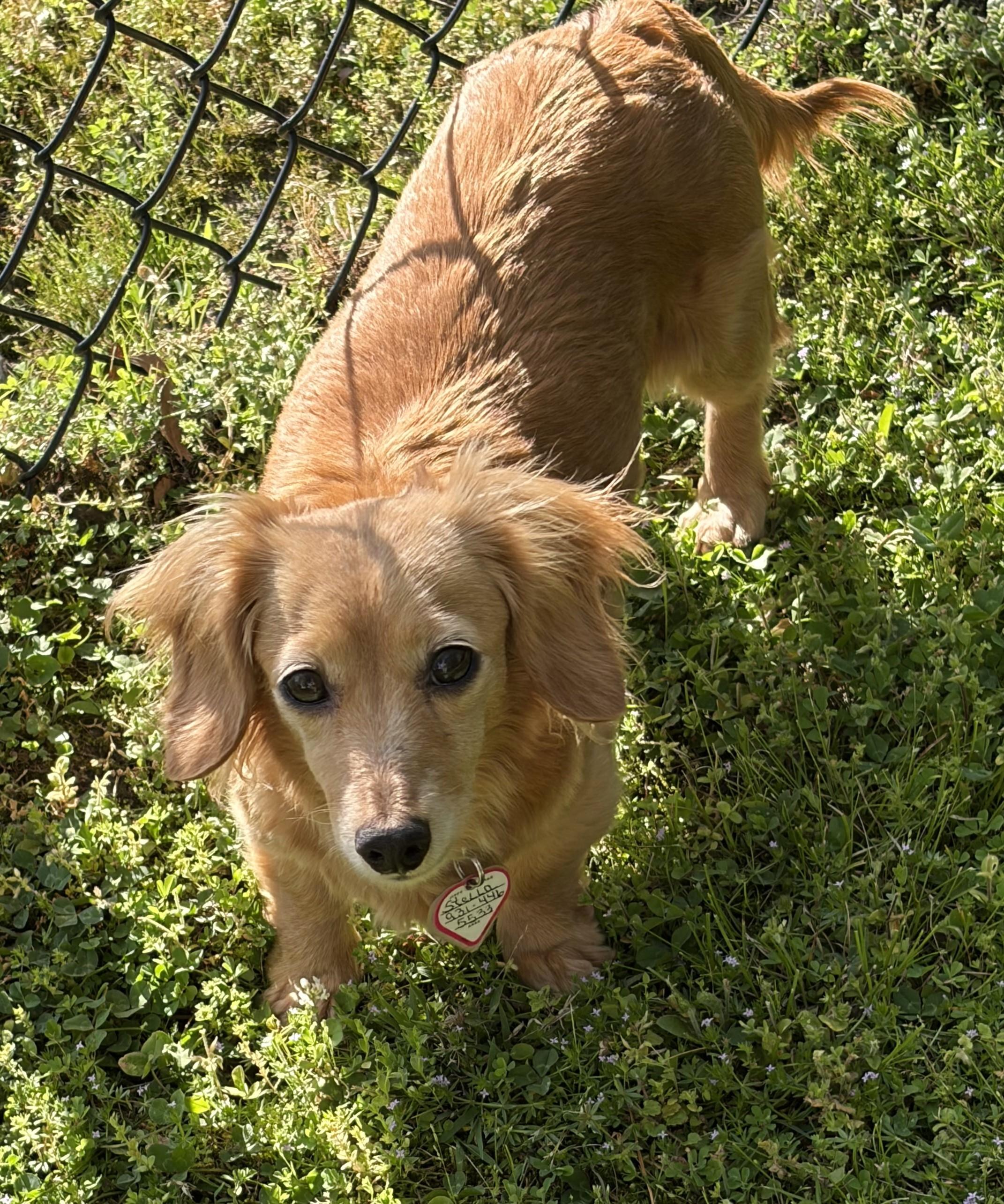 Enlarge Stella in TN, a ADOPTABLE Dachshund in Seymour, TN image 5/5