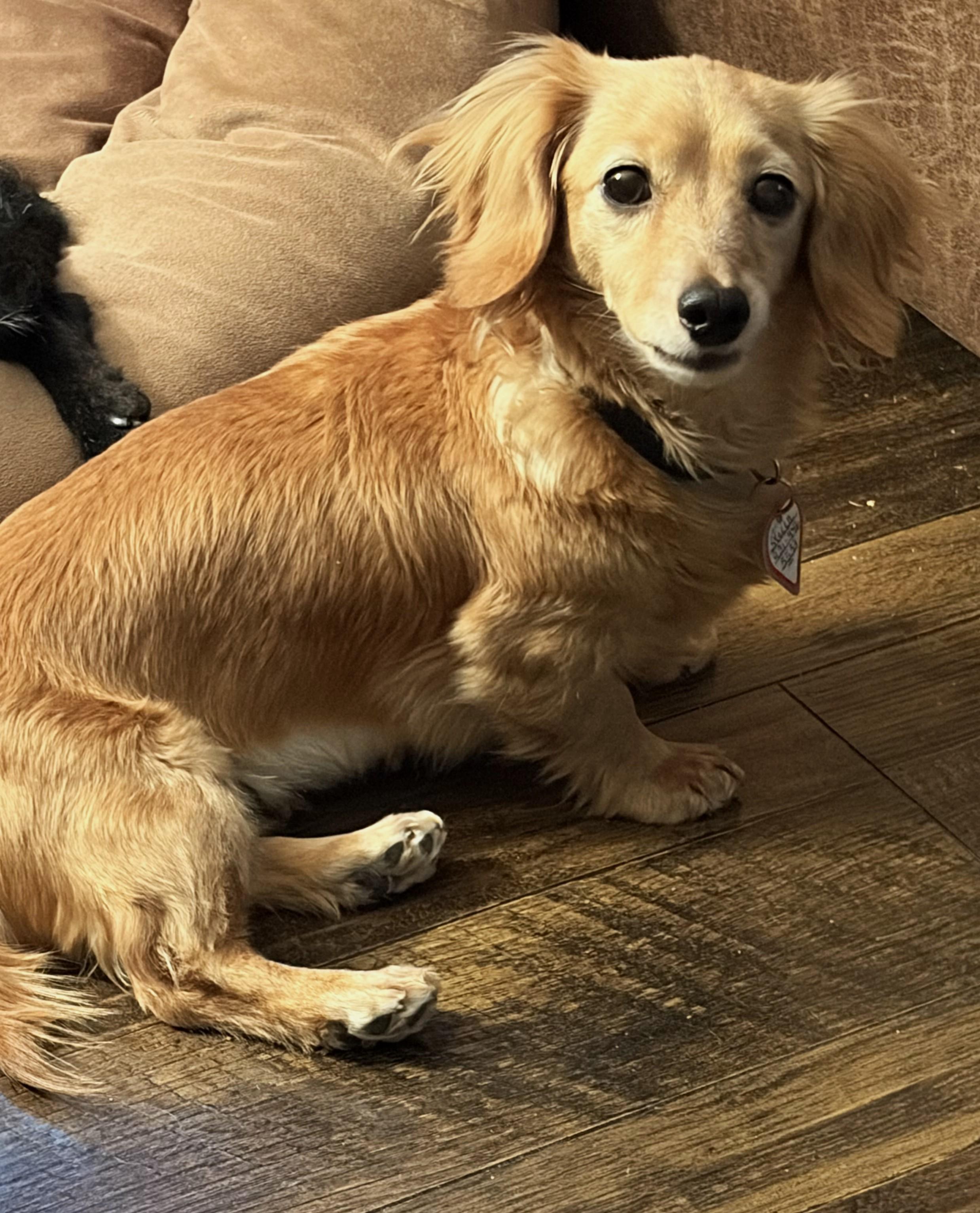 Enlarge Stella in TN, a ADOPTABLE Dachshund in Seymour, TN image 1/5