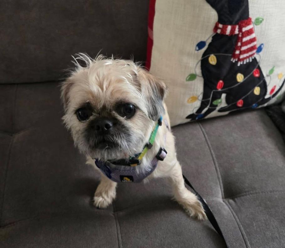 25Gizzy, ADOPTABLE, Adult Female Pug & Terrier.