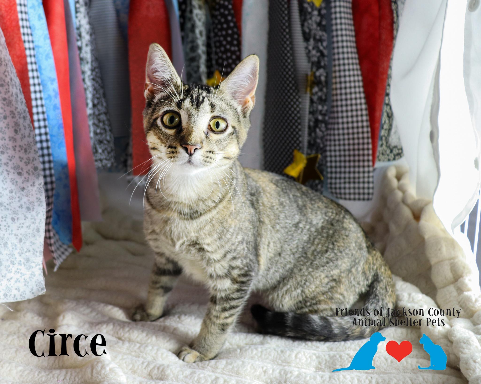 Circe, Adopted, Kitten Female Domestic Short Hair.