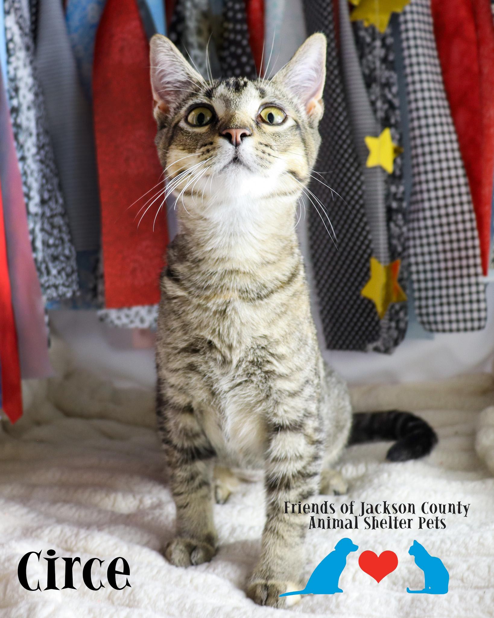 Enlarge Circe, a Adopted Domestic Short Hair in Ocean Springs, MS image 2/3