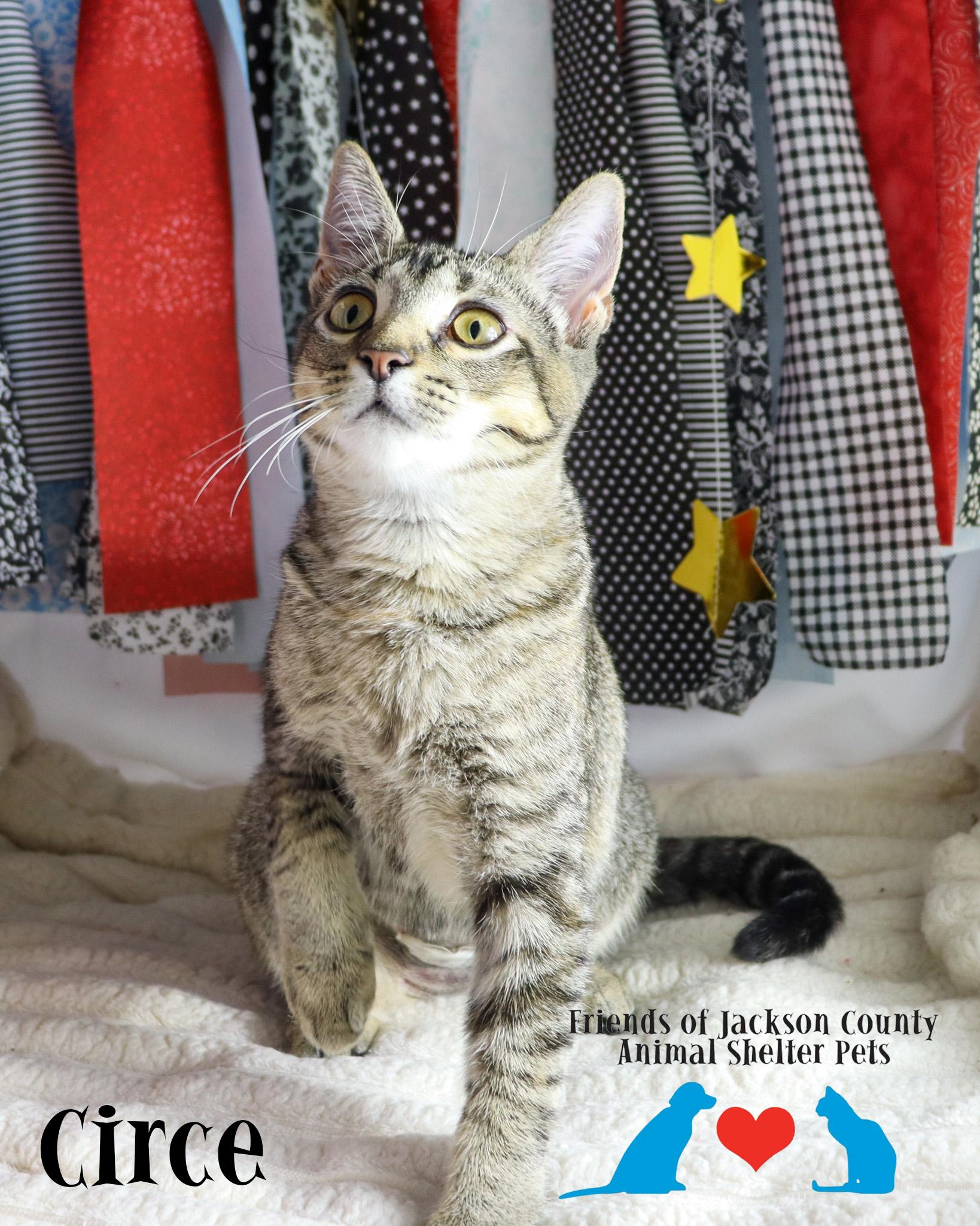 Enlarge Circe, a Adopted Domestic Short Hair in Ocean Springs, MS image 3/3
