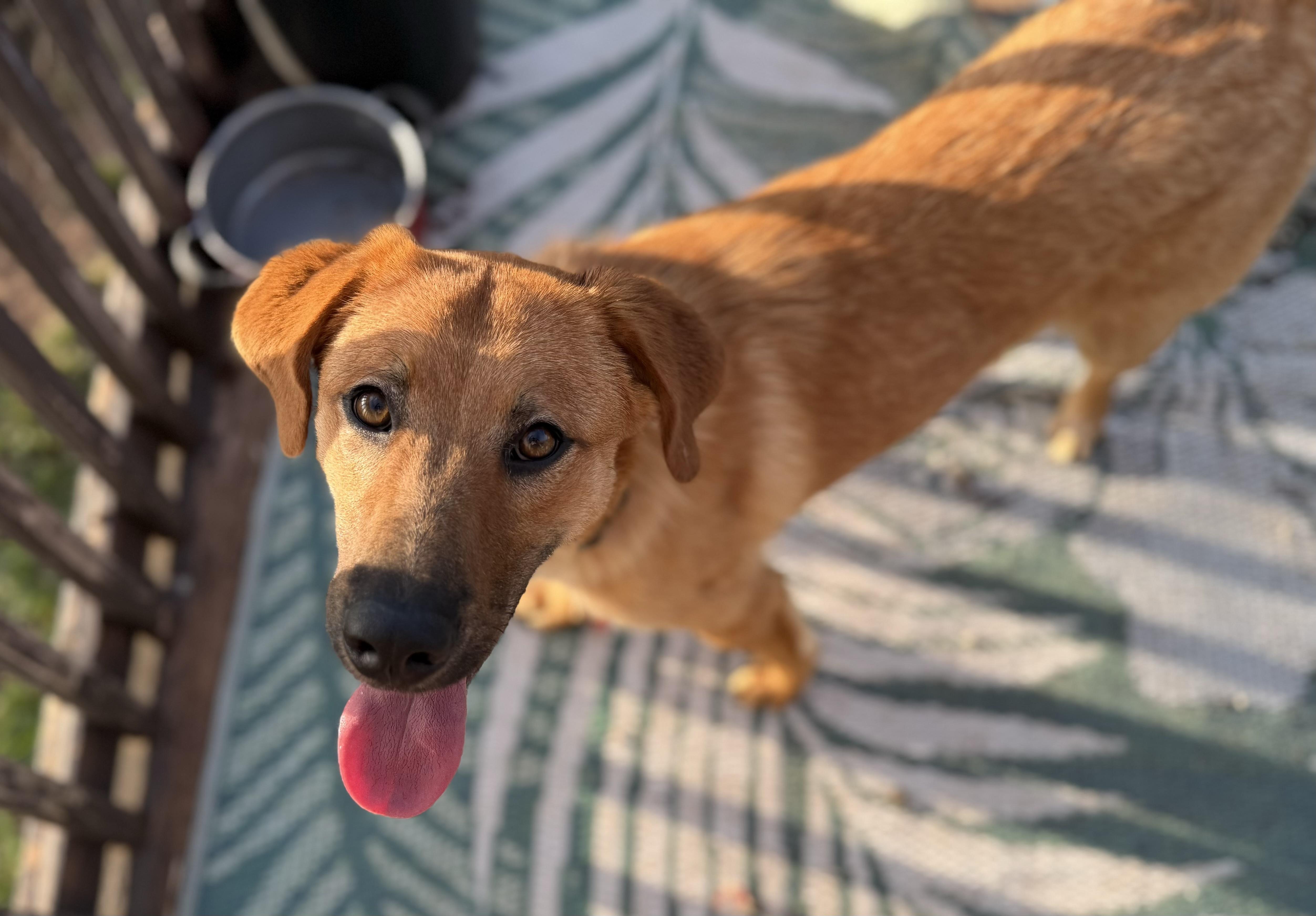 Doc, a ADOPTABLE mixed breed in Chickasha, OK image 1/5