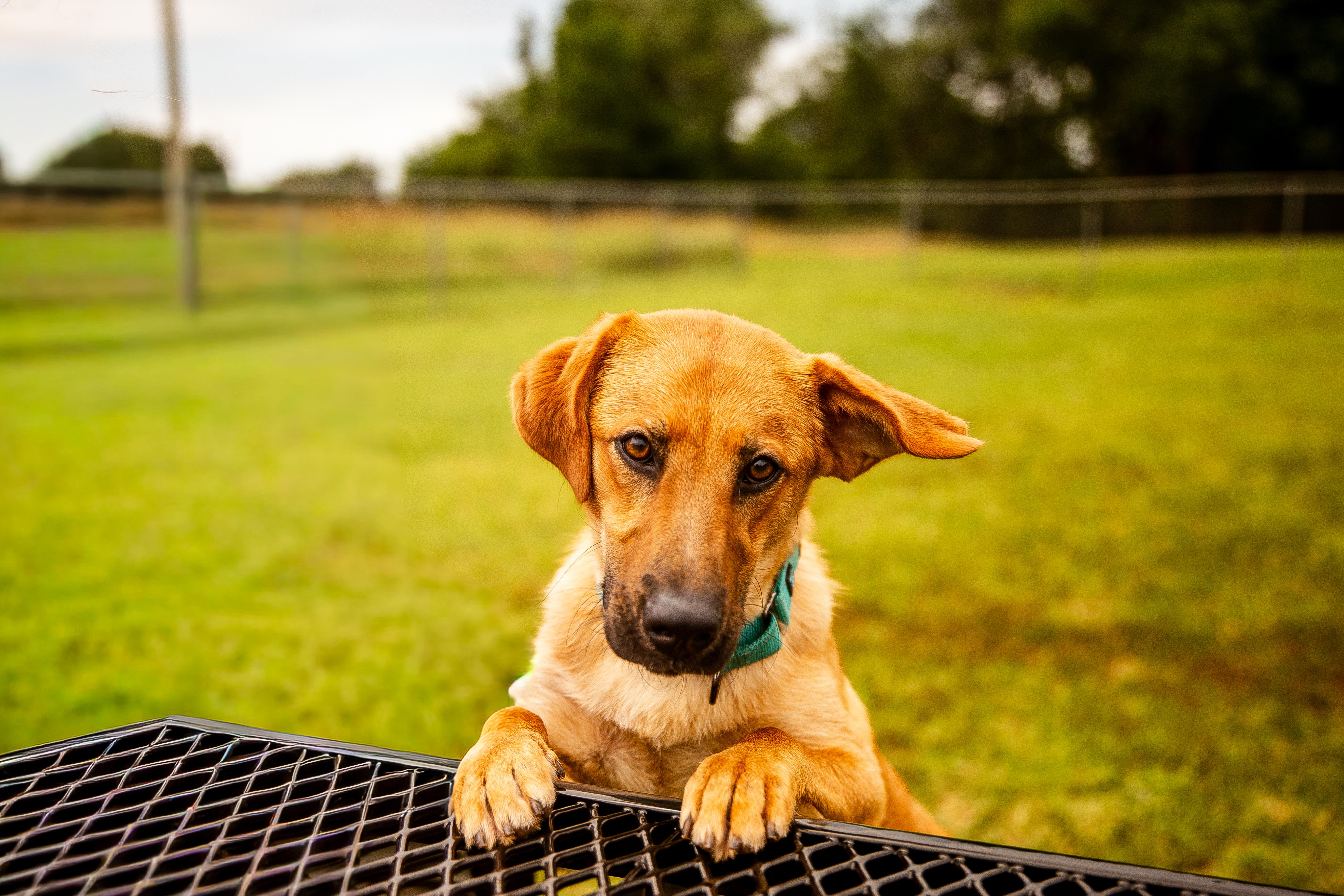 Enlarge Doc, an adoptable mixed breed in Chickasha, OK image 3/6