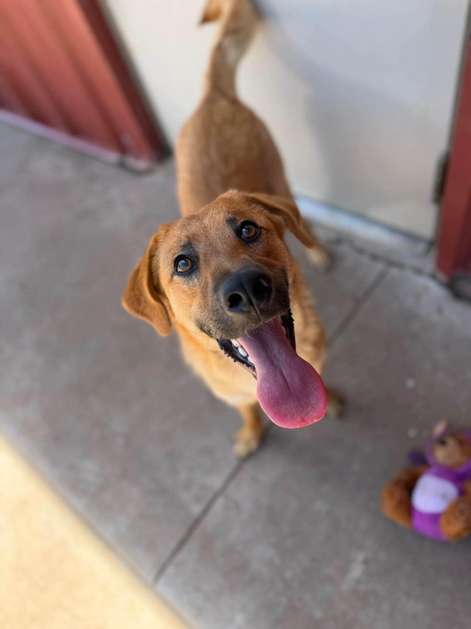 Doc, a ADOPTABLE mixed breed in Chickasha, OK image 4/5
