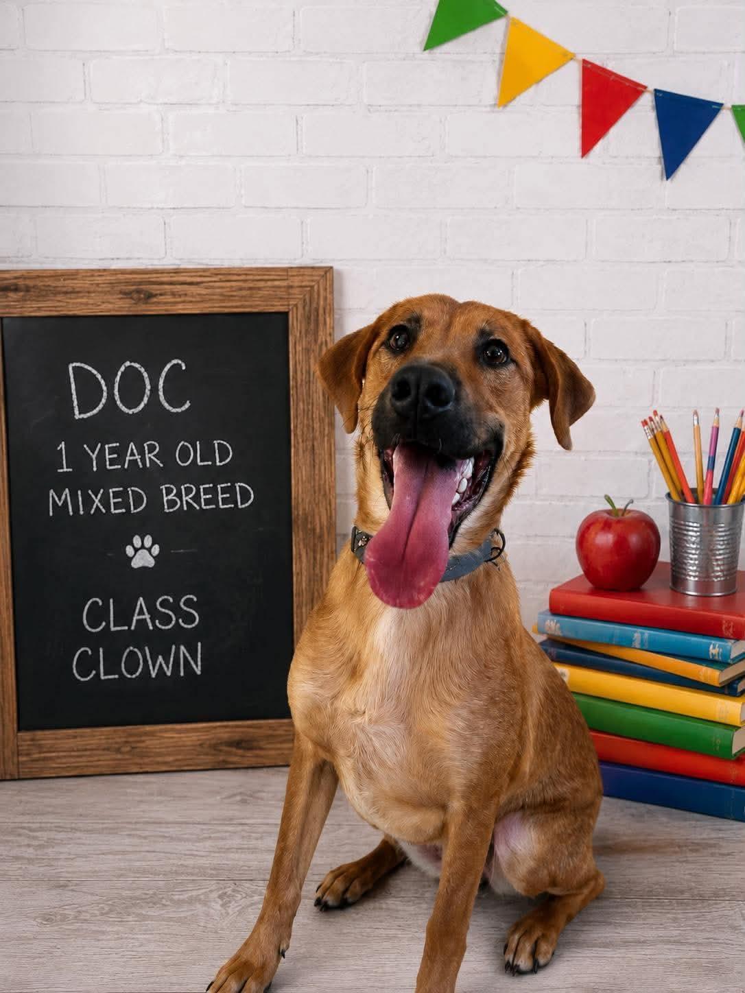 Doc, adoptable, Adult Male Golden Retriever & Labrador Retriever.