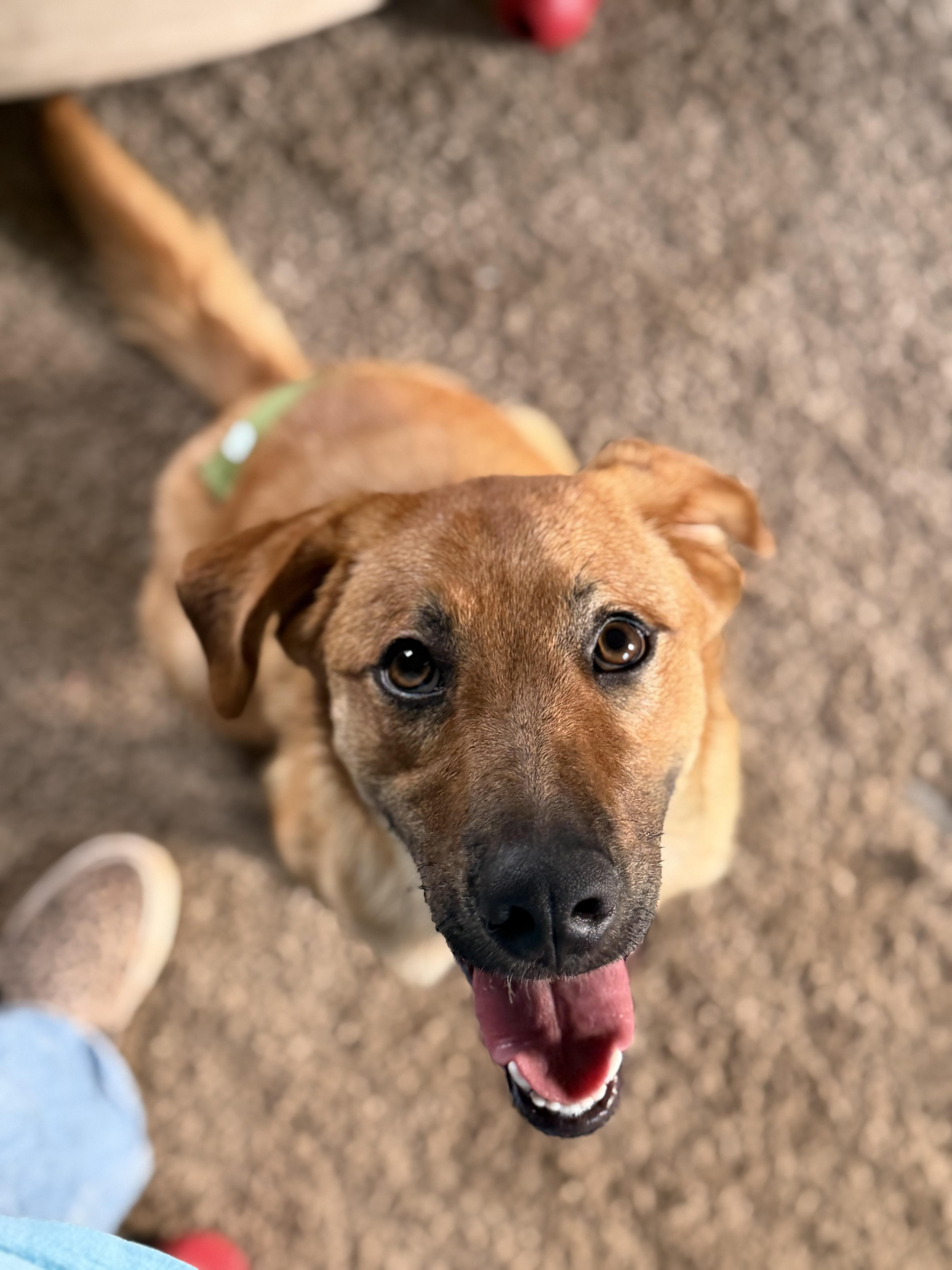 Doc, a ADOPTABLE mixed breed in Chickasha, OK image 2/5