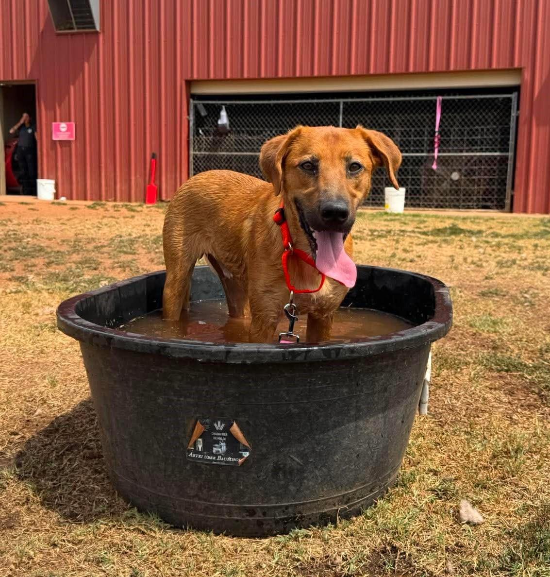Enlarge Doc, a Adoptable mixed breed in Chickasha, OK image 2/4