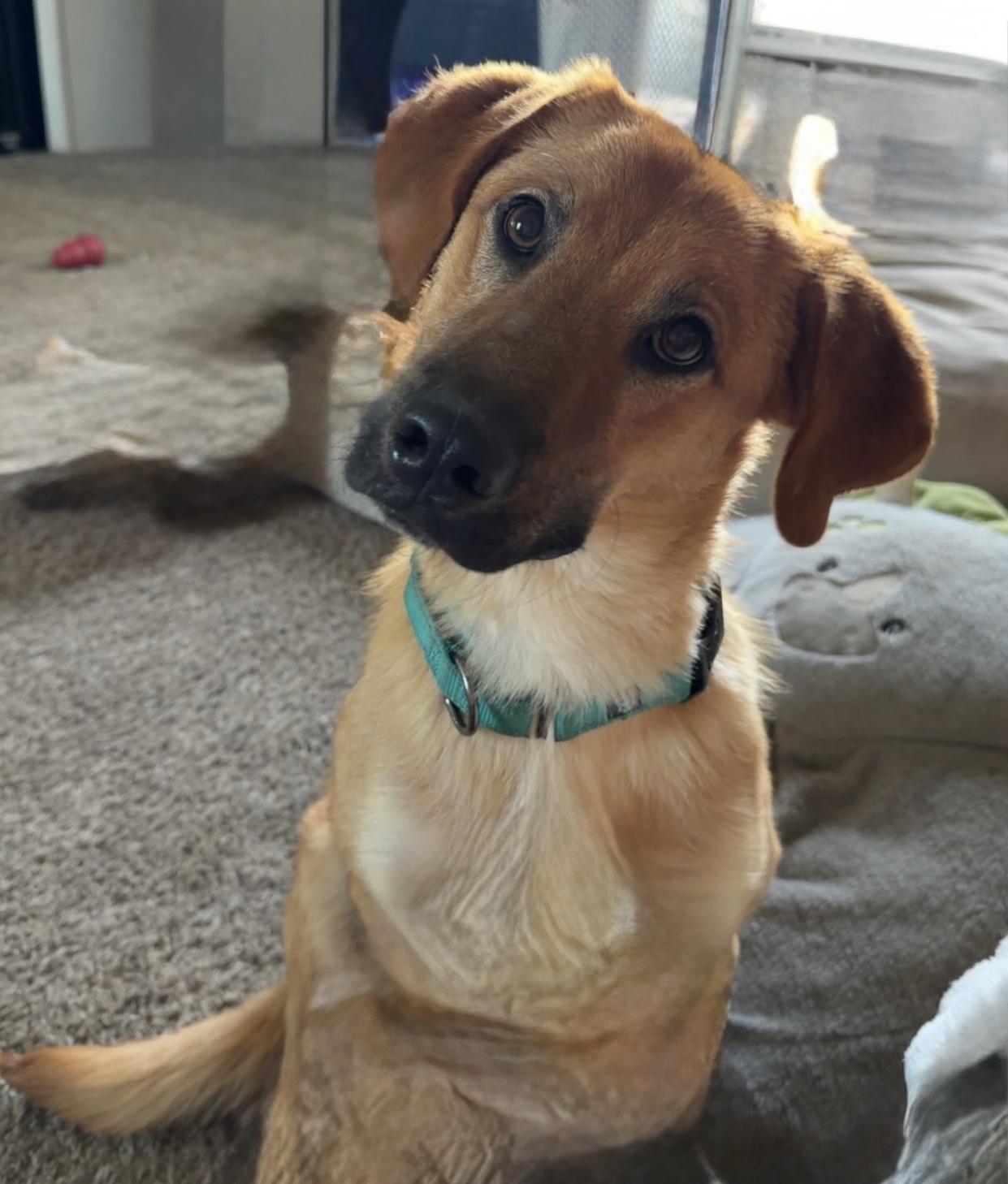 Doc, a ADOPTABLE mixed breed in Chickasha, OK image 3/5