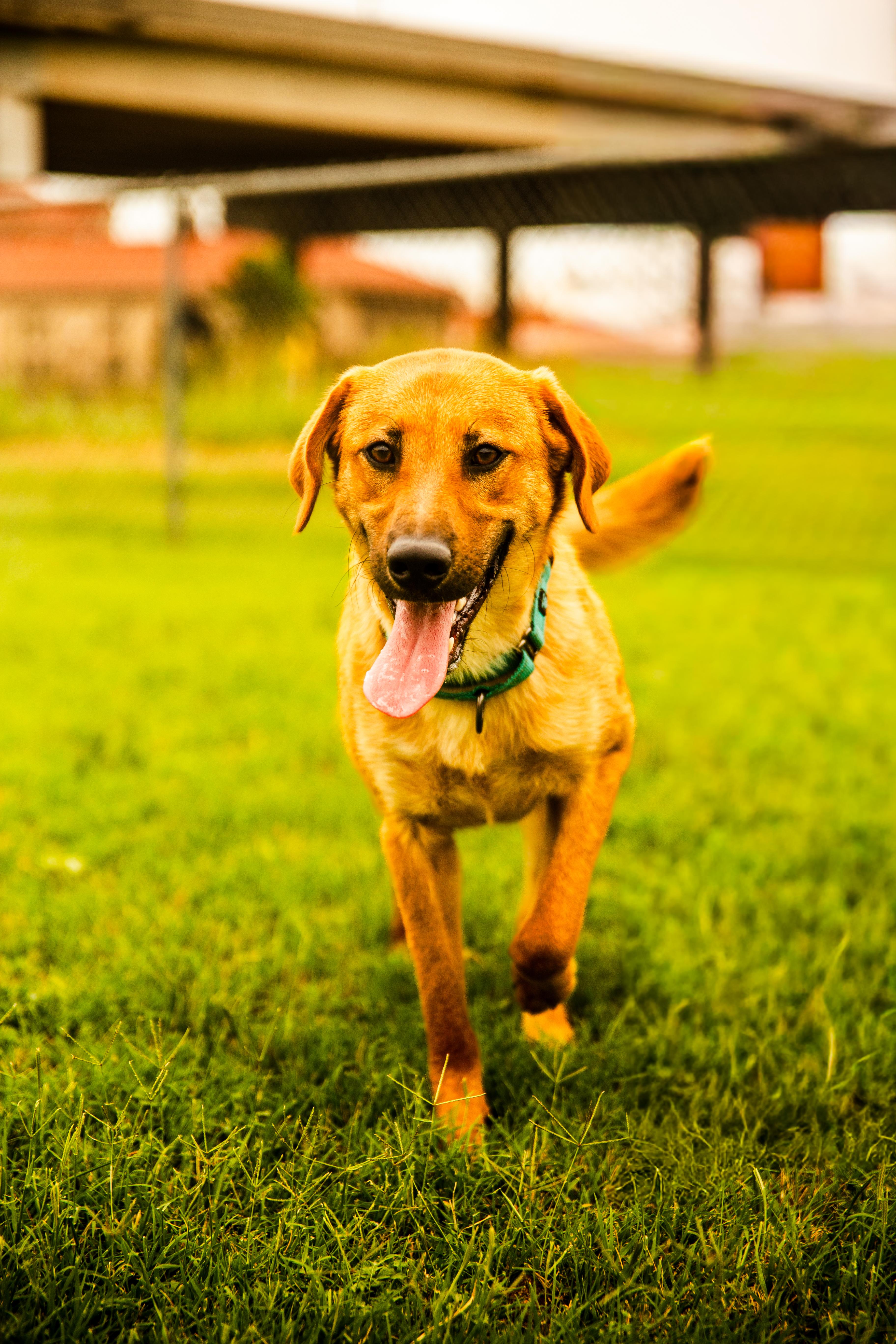 Enlarge Doc, an adoptable mixed breed in Chickasha, OK image 2/6