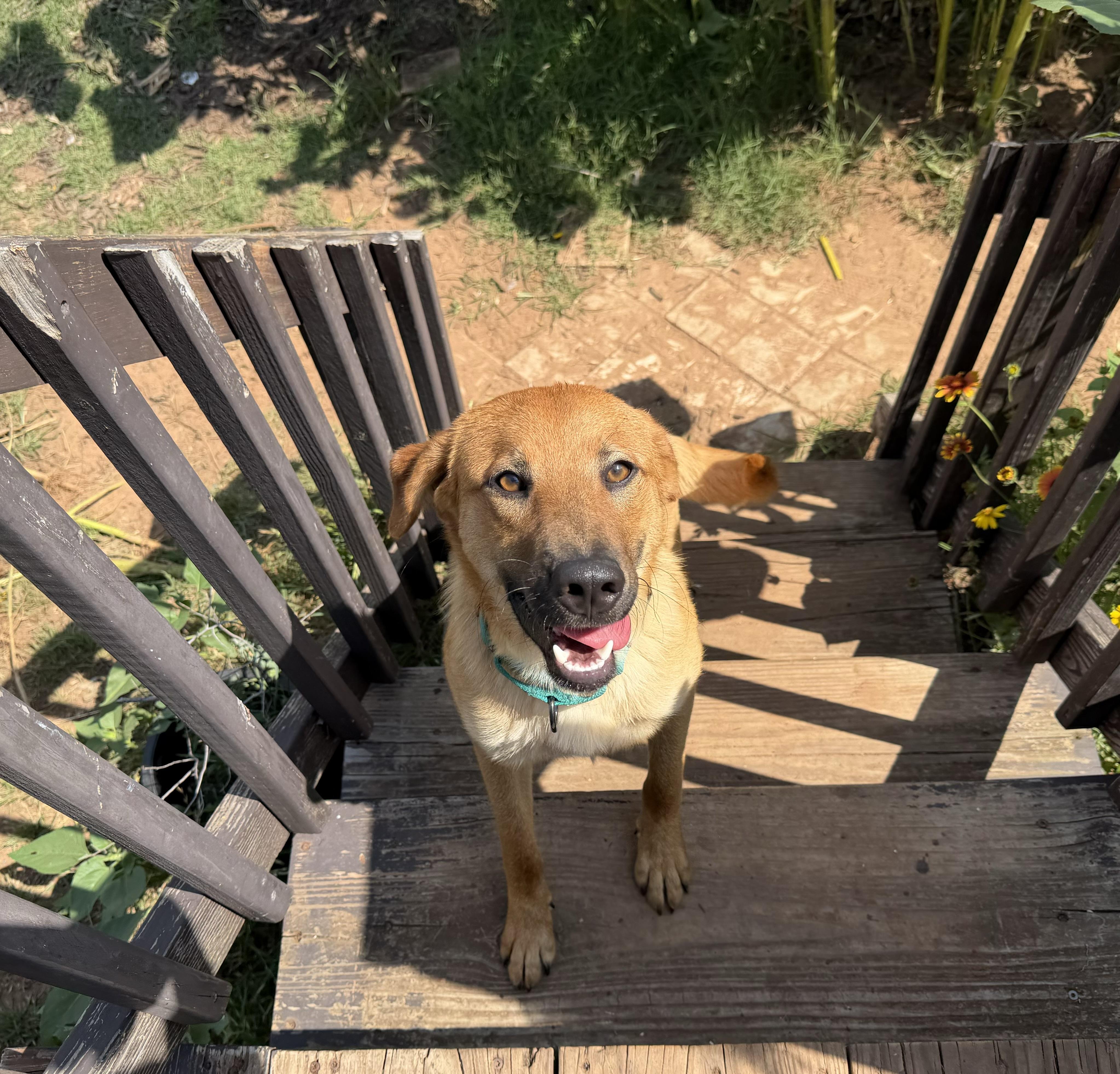 Doc, a ADOPTABLE mixed breed in Chickasha, OK image 5/5