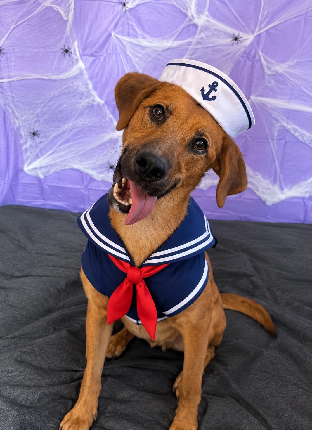 Enlarge Doc, a Adoptable mixed breed in Chickasha, OK image 1/4