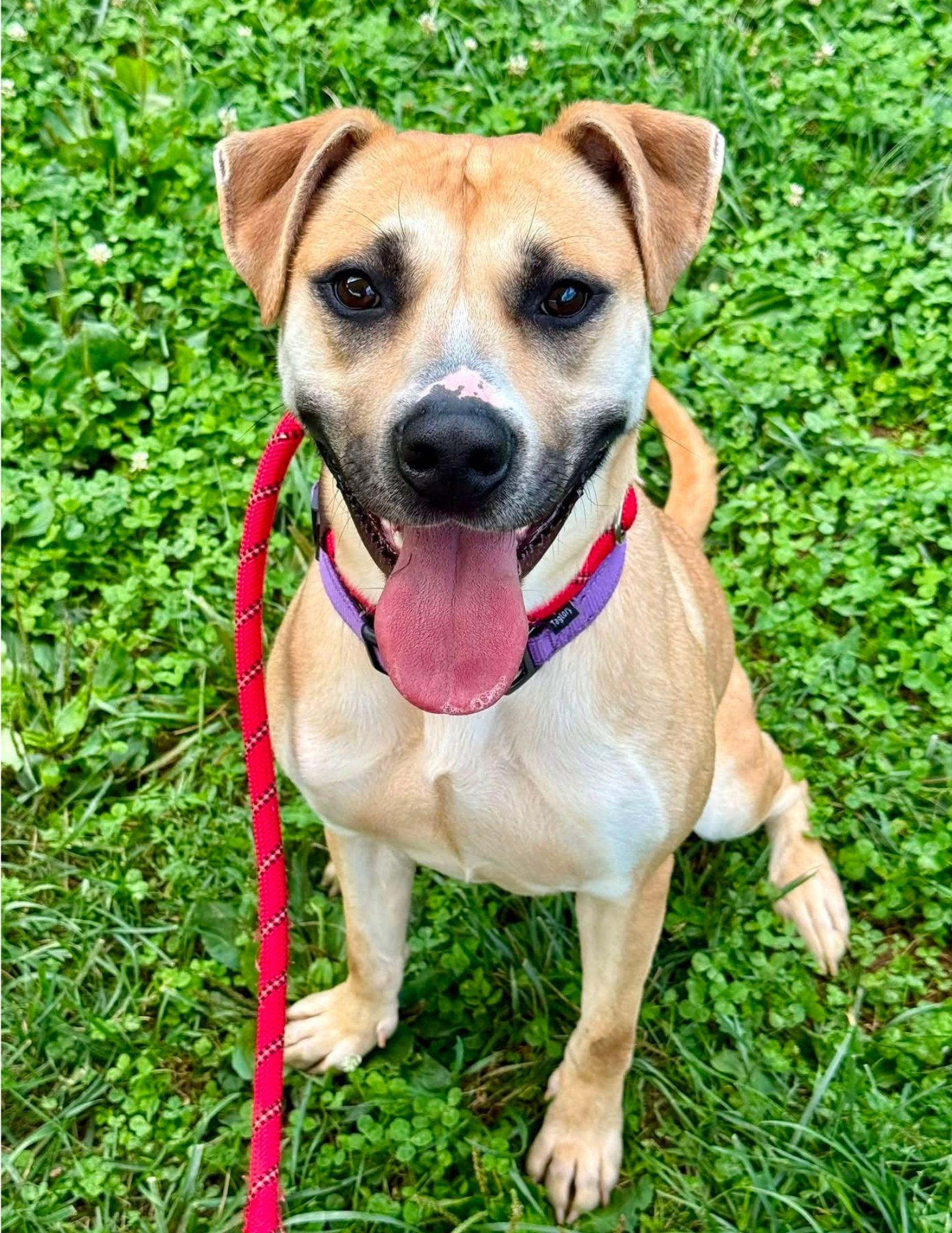 Enlarge Tina, a Adoptable mixed breed in Reisterstown, MD image 4/4