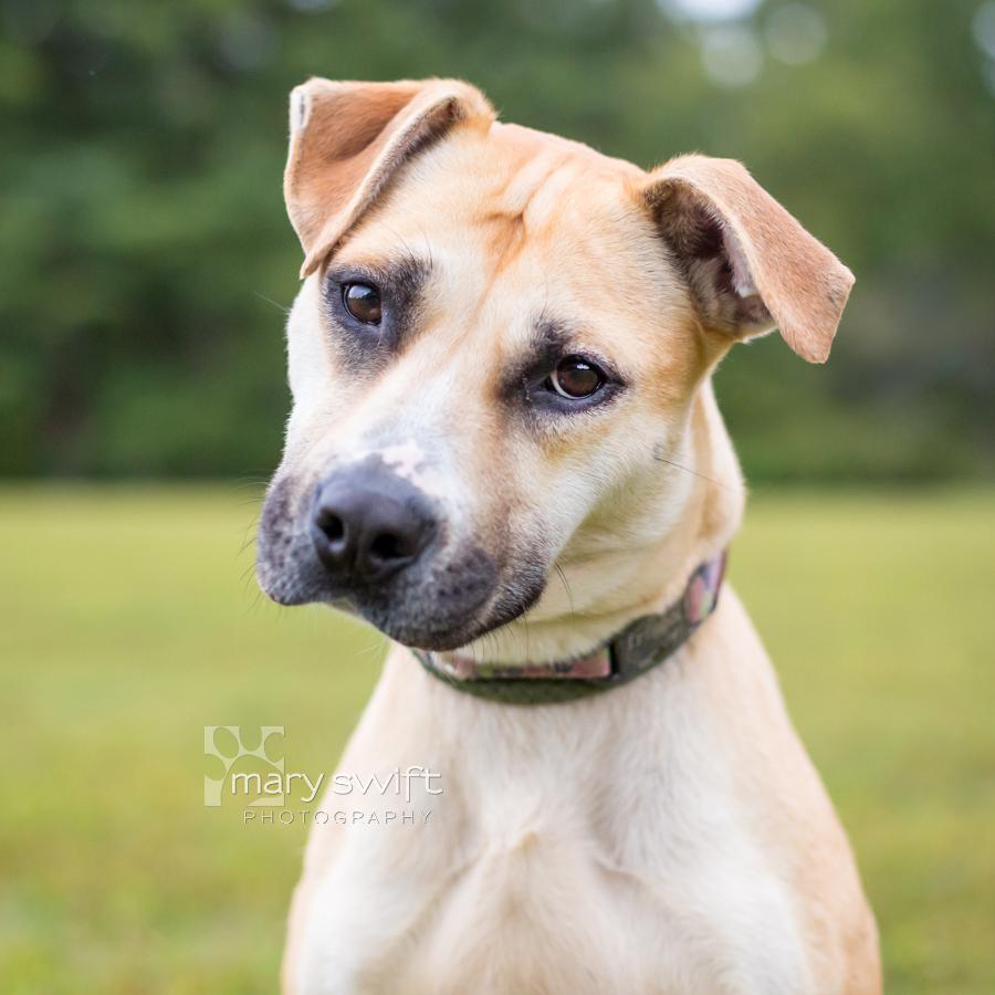 Enlarge Tina, a Adoptable mixed breed in Reisterstown, MD image 3/4