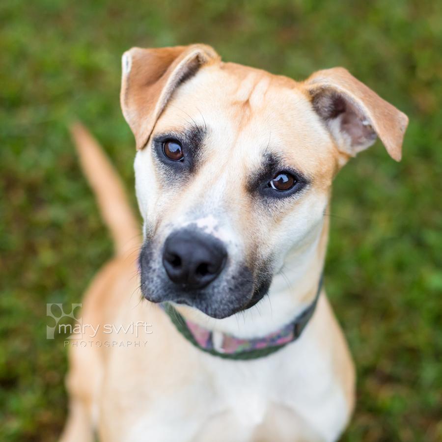 Enlarge Tina, a Adoptable mixed breed in Reisterstown, MD image 1/4