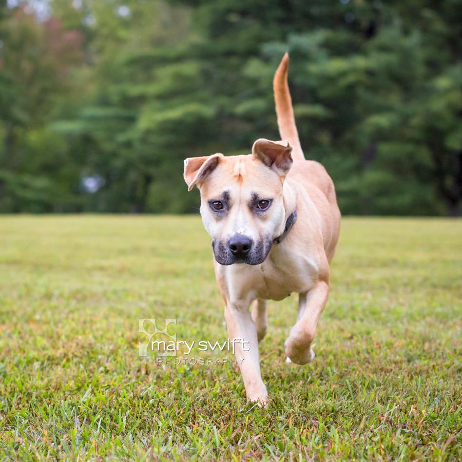 Enlarge Tina, a Adoptable mixed breed in Reisterstown, MD image 2/4