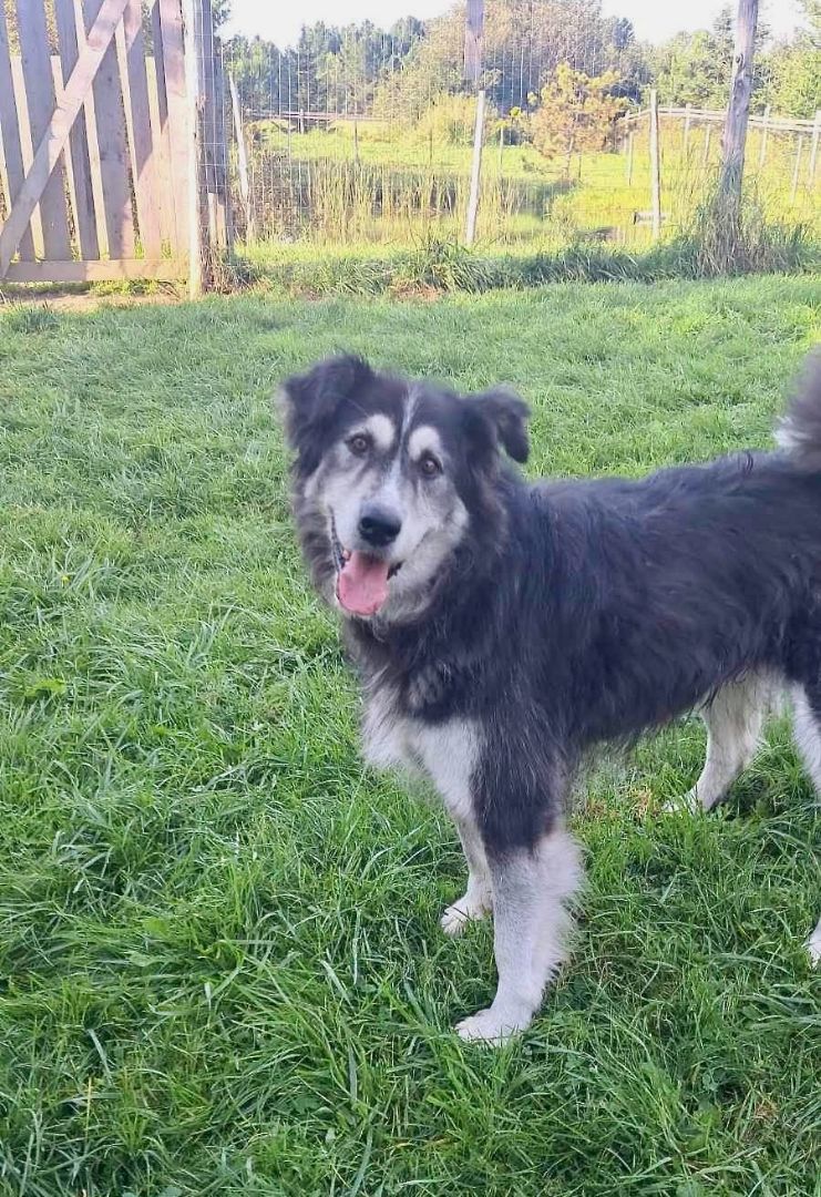 Leïa, Adoptable, Senior Female Bouvier des Flandres & Husky.