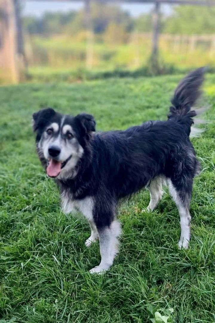 Enlarge Leïa, a Adoptable mixed breed in Westmount, QC image 2/9