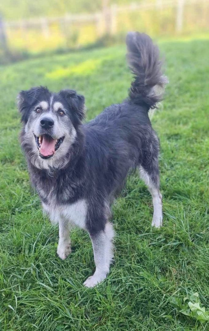 Enlarge Leïa, a Adoptable mixed breed in Westmount, QC image 3/9