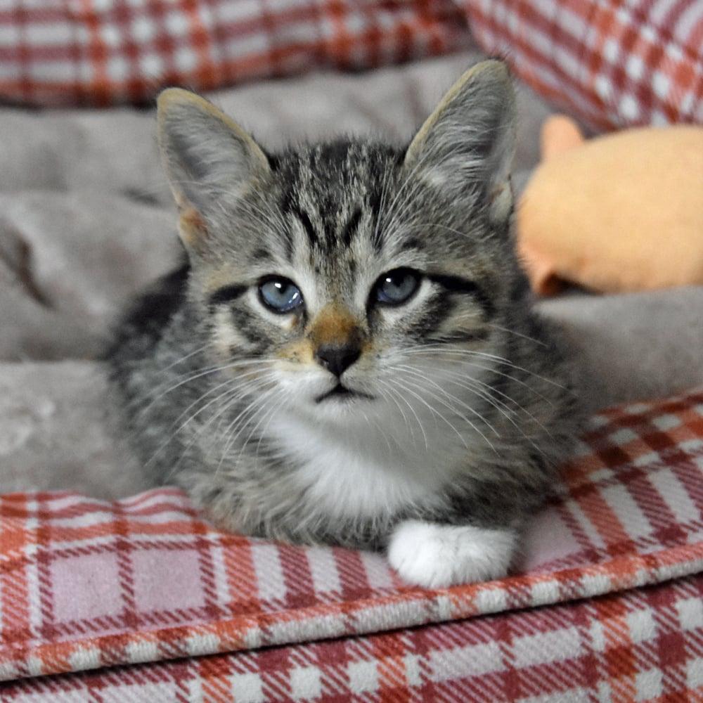 Dasey, a Adopted American Shorthair in Springfield, MA image 5/6