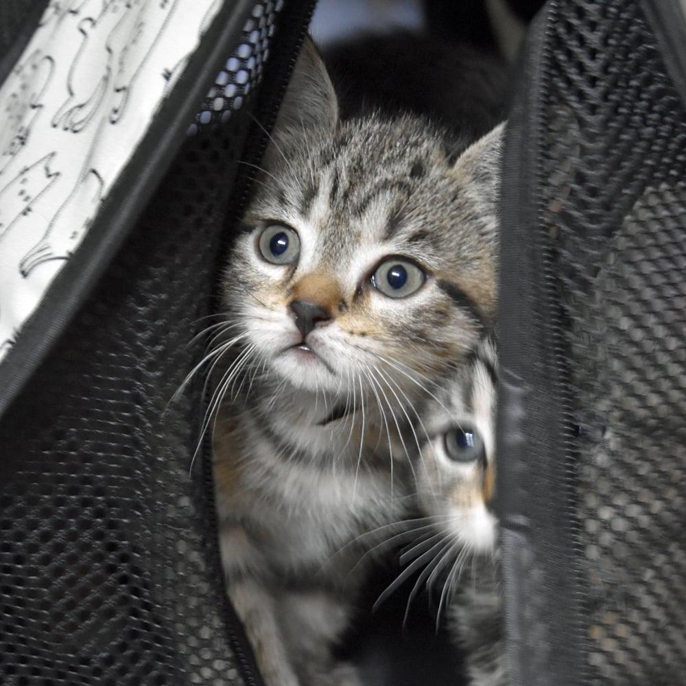 Dasey, a Adopted American Shorthair in Springfield, MA image 3/6