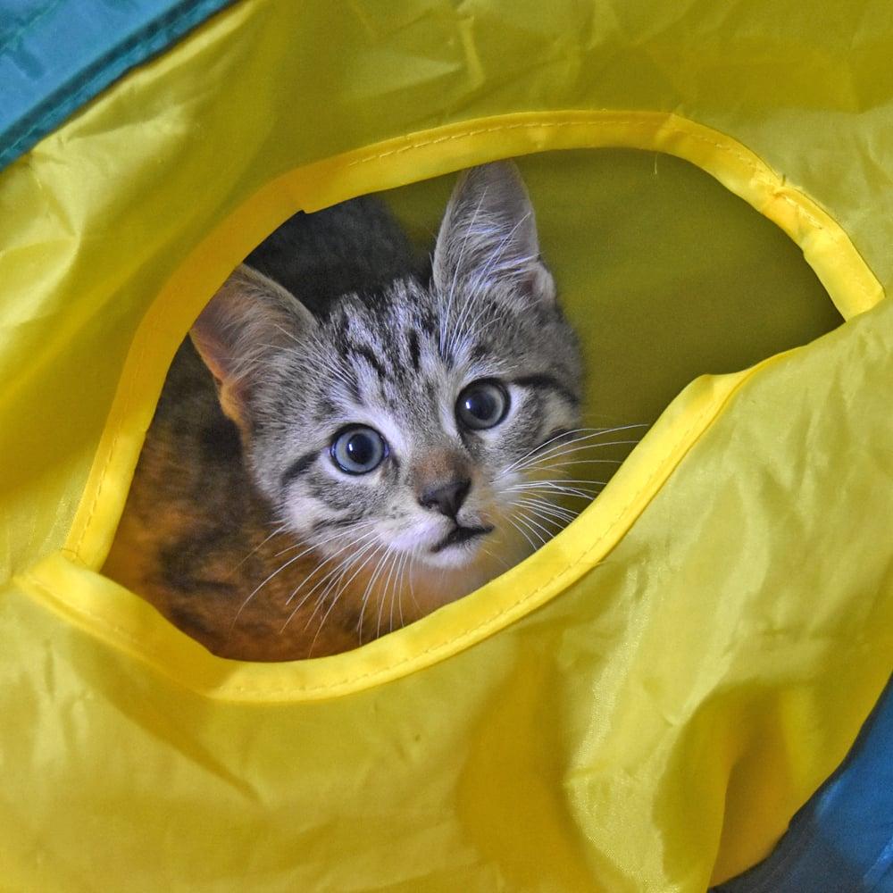 Dasey, Adopted, Young Female American Shorthair.