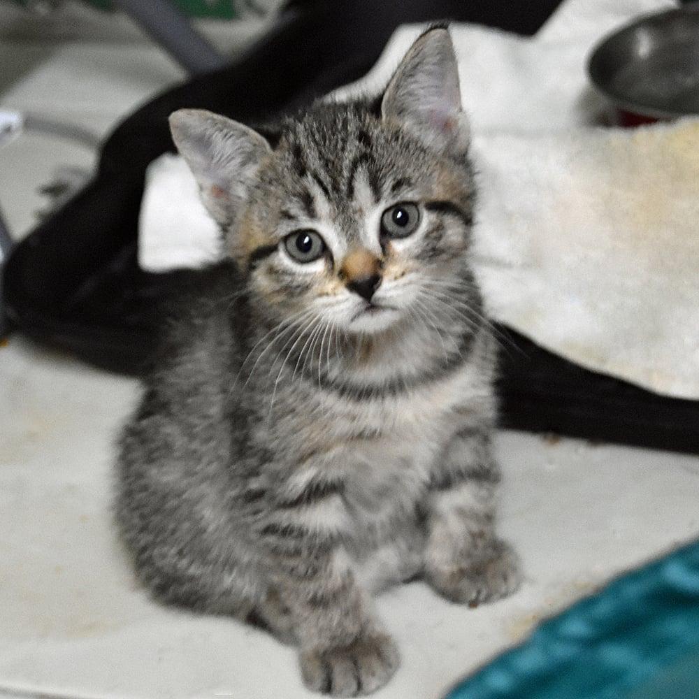 Dasey, a Adopted American Shorthair in Springfield, MA image 4/6