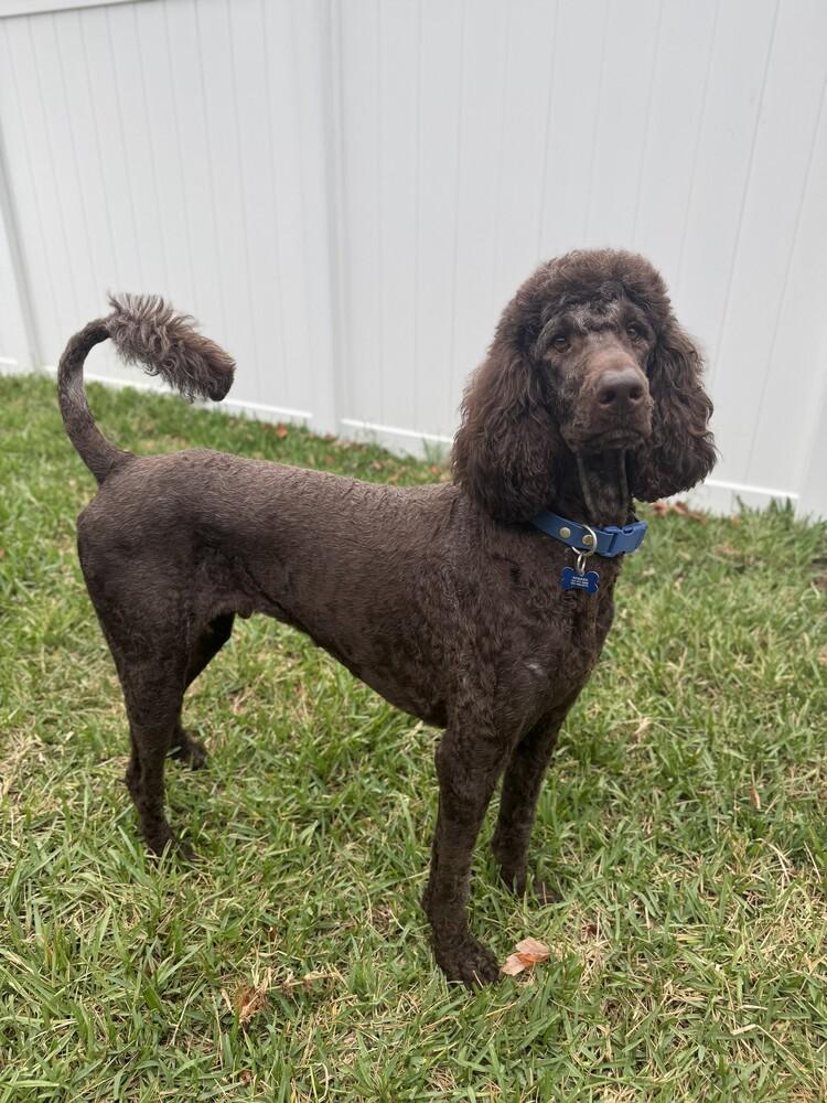 Enlarge Romeo, a Adoptable Labradoodle in Orlando, FL image 1/4