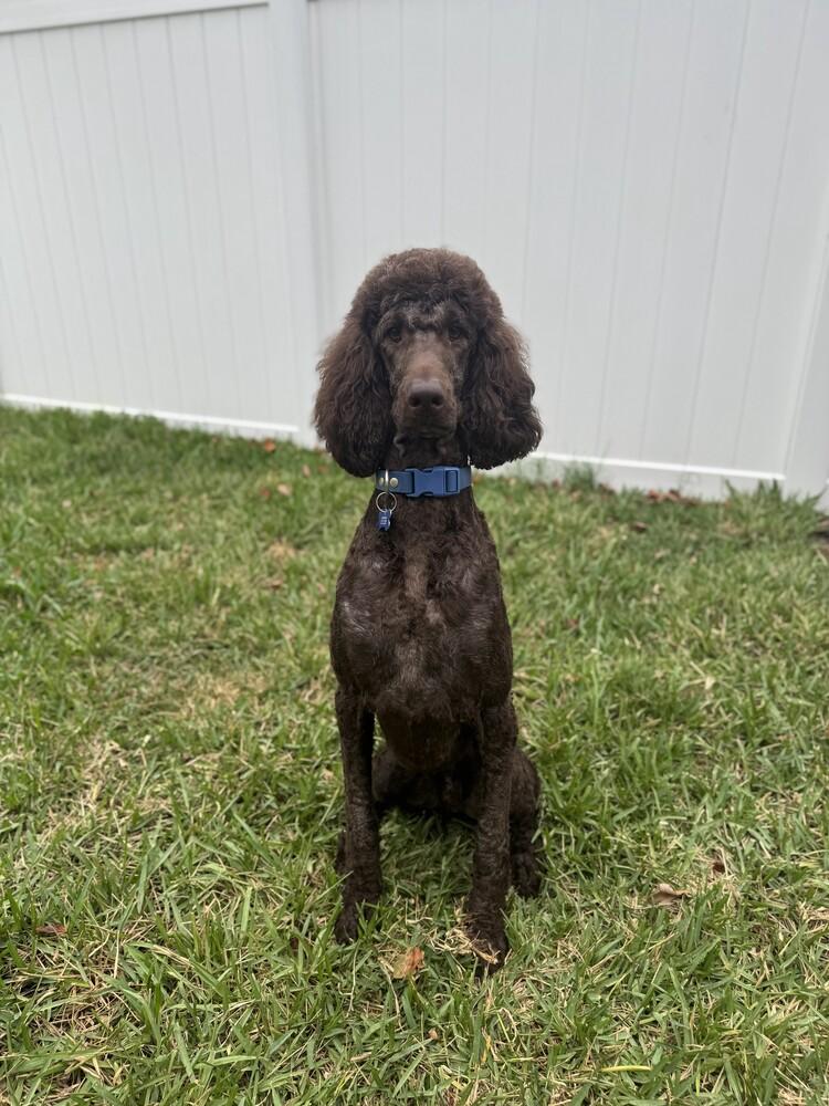 Enlarge Romeo, a Adoptable Labradoodle in Orlando, FL image 2/4