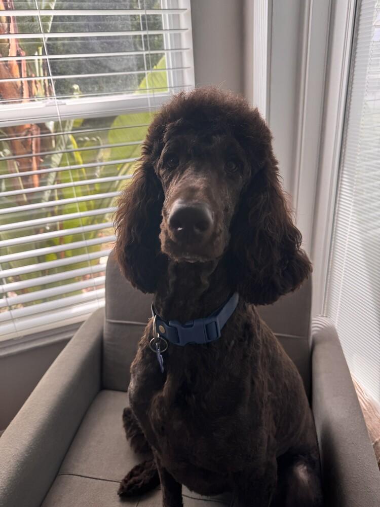 Enlarge Romeo, a Adoptable Labradoodle in Orlando, FL image 3/4