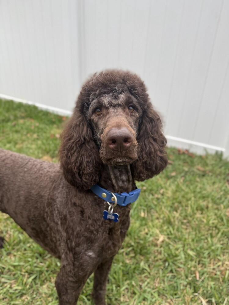 Enlarge Romeo, a Adoptable Labradoodle in Orlando, FL image 4/4