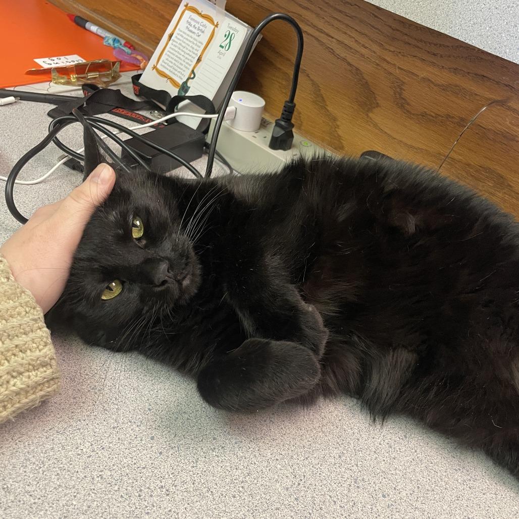 Purrcie, Adoptable, Senior Female Domestic Short Hair.