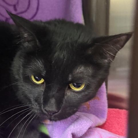 Purrcie, Adoptable, Senior Female Domestic Short Hair.