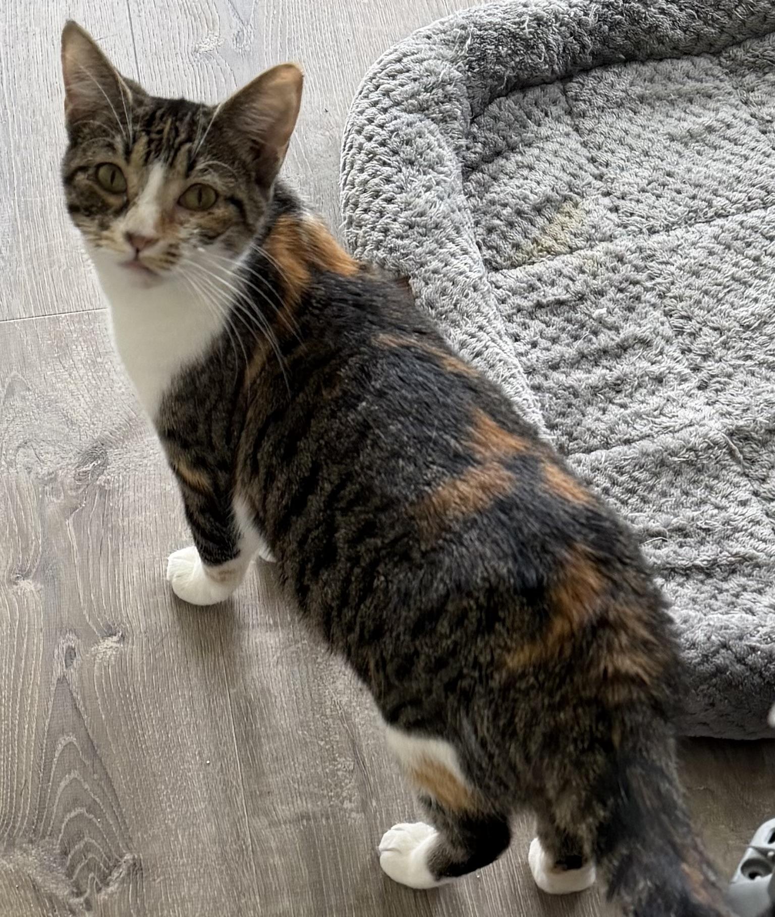 Buttons, ADOPTABLE, Young Female Domestic Short Hair.