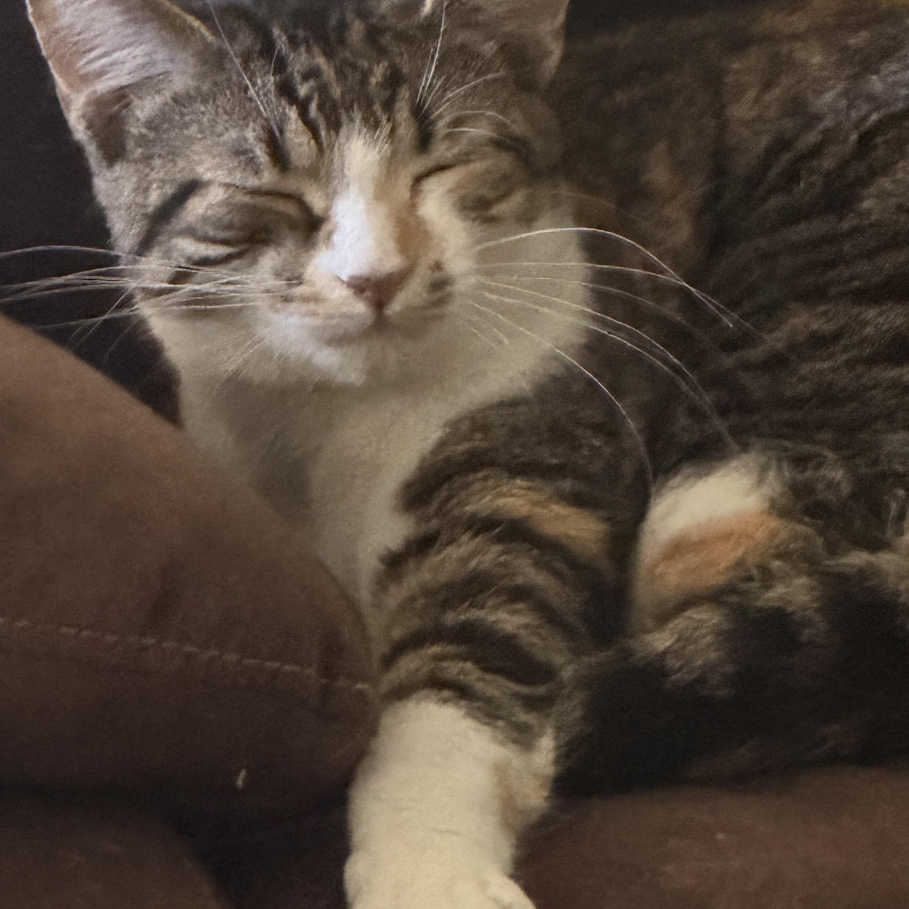 Enlarge Buttons, a ADOPTABLE Domestic Short Hair in Kirklin, IN image 2/5