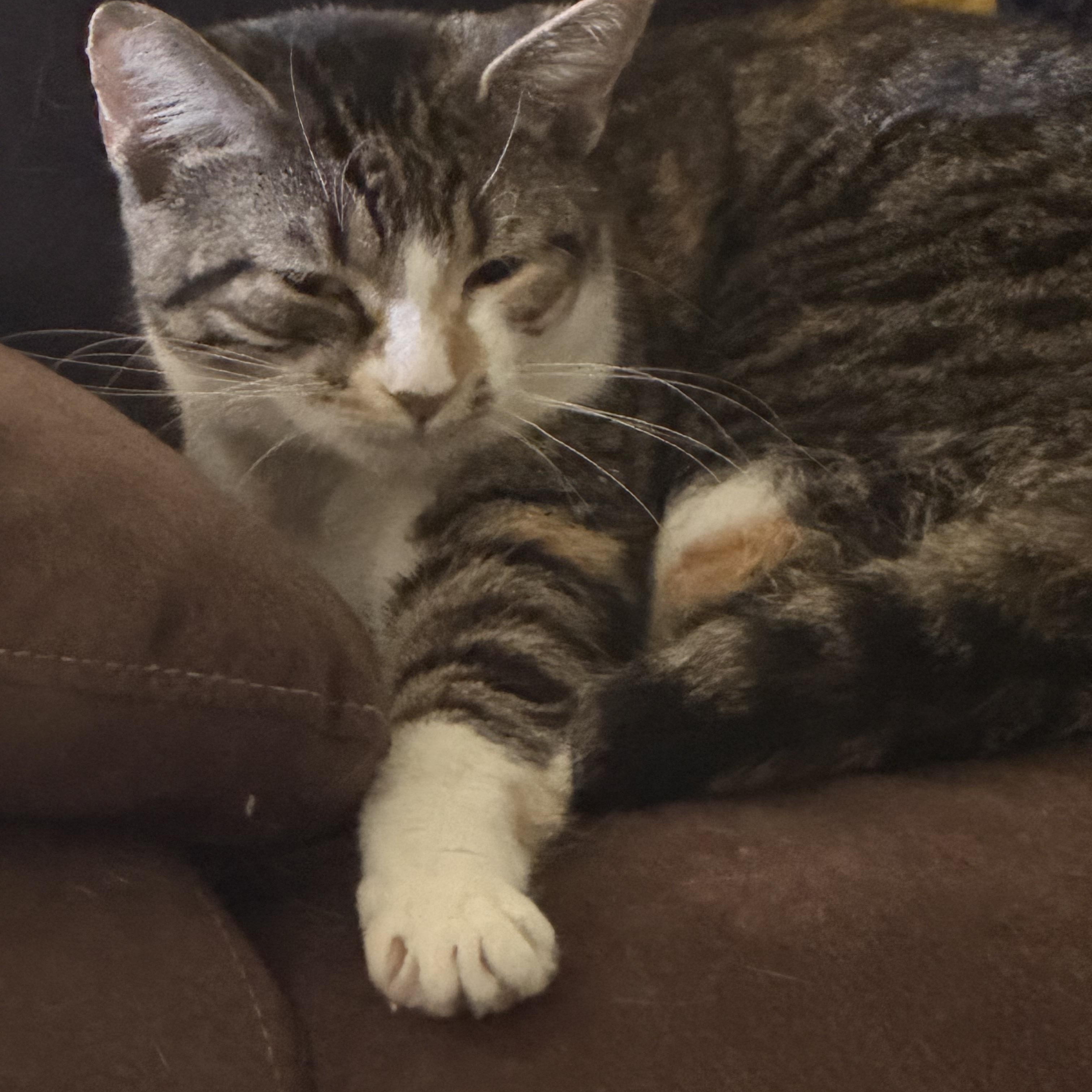 Enlarge Buttons, a ADOPTABLE Domestic Short Hair in Kirklin, IN image 5/5
