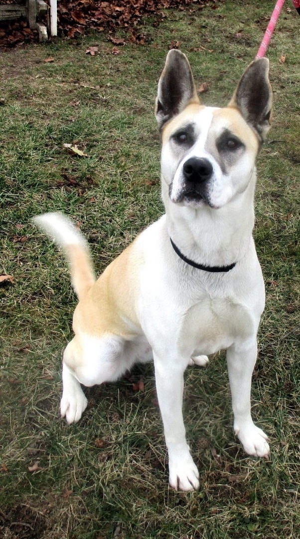 Rumor, a Adoptable mixed breed in Ashland, OH image 1/13