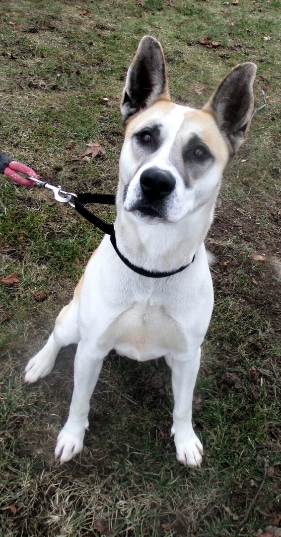 Rumor, a Adoptable mixed breed in Ashland, OH image 2/13