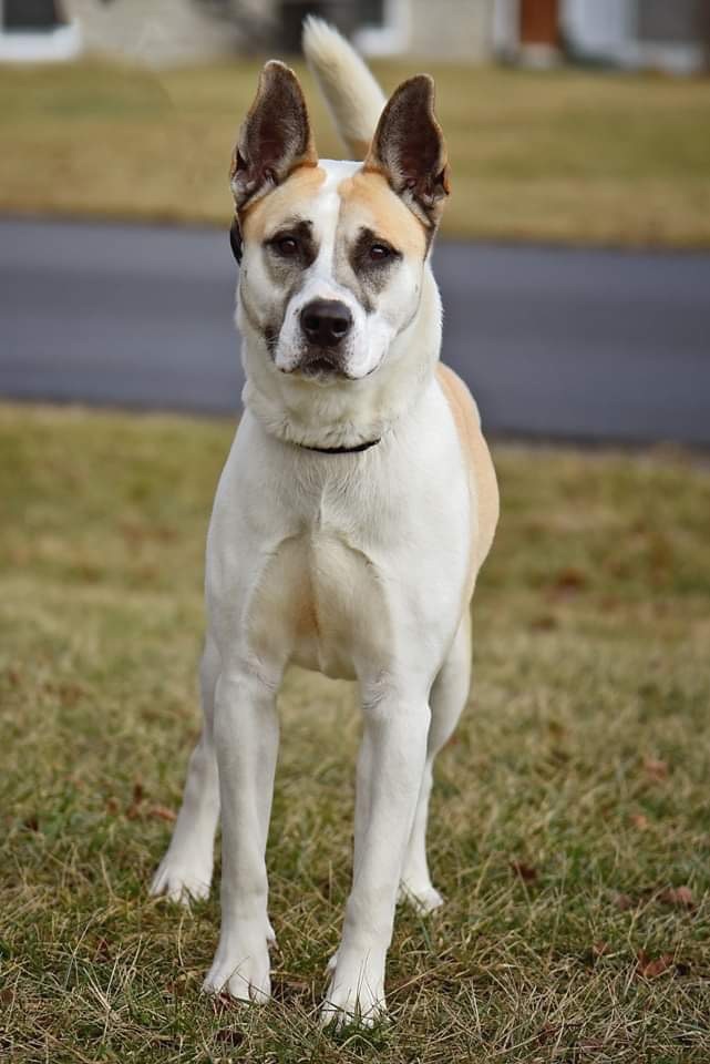 Rumor, a Adoptable mixed breed in Ashland, OH image 3/13