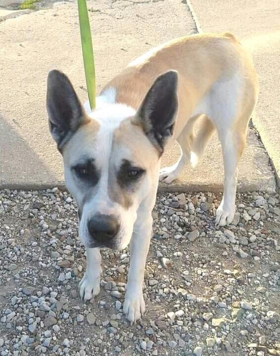 Rumor, a Adoptable mixed breed in Ashland, OH image 4/13