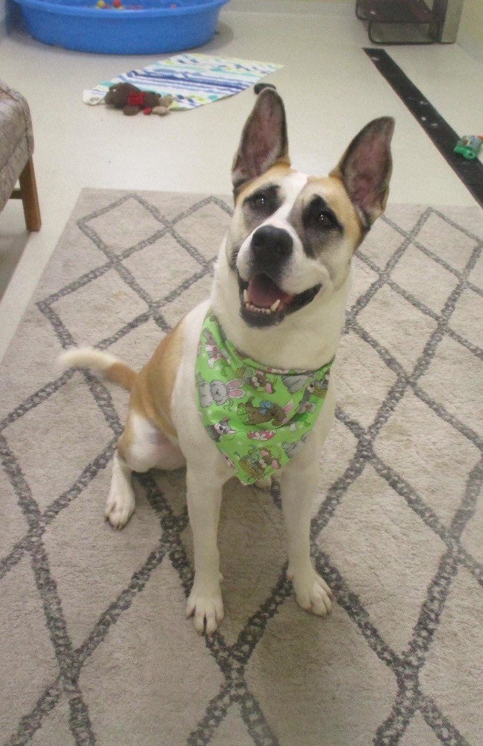 Rumor, a Adoptable mixed breed in Ashland, OH image 5/13