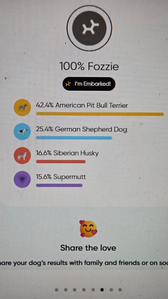 Fozzie (FOSTERED LOCALLY), Adoptable, Adult Male Pit Bull Terrier & German Shepherd Dog.