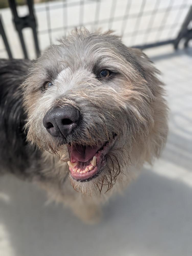 Enlarge Fozzie (FOSTERED LOCALLY), a Adoptable mixed breed in Leverett, MA image 3/6