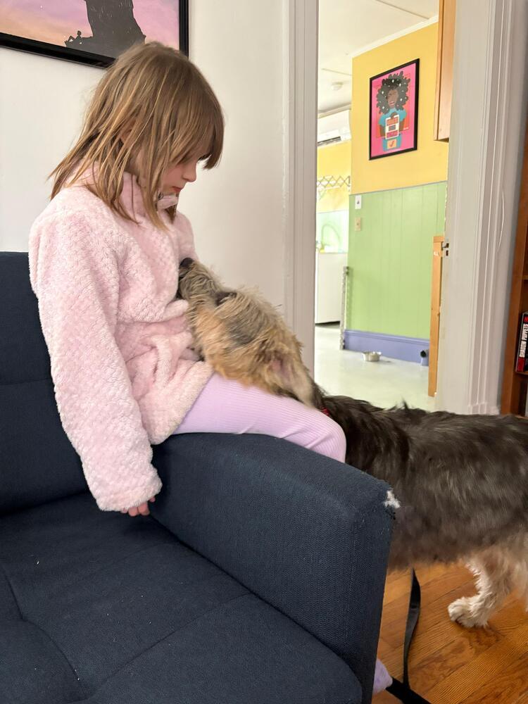 Enlarge Fozzie (FOSTERED LOCALLY), a Adoptable mixed breed in Leverett, MA image 4/6