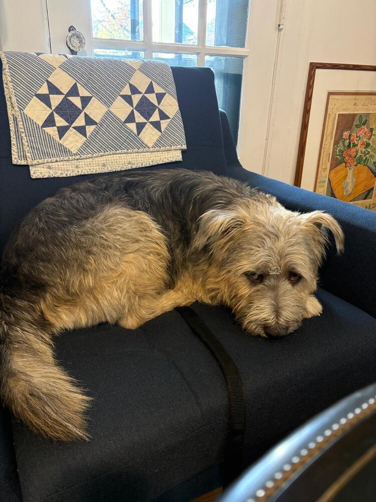 Enlarge Fozzie (FOSTERED LOCALLY), a Adoptable mixed breed in Leverett, MA image 5/6