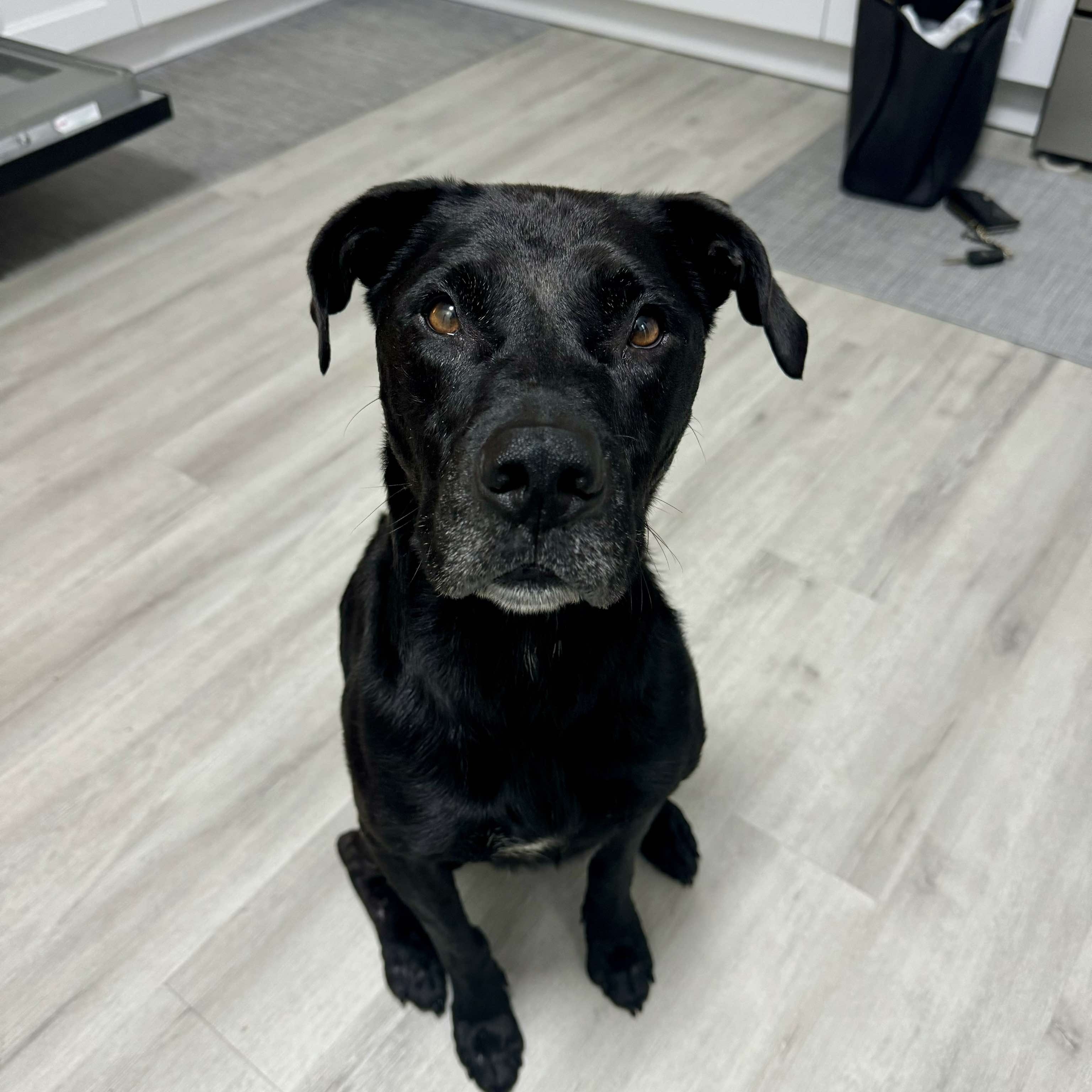 Jackson - in foster home