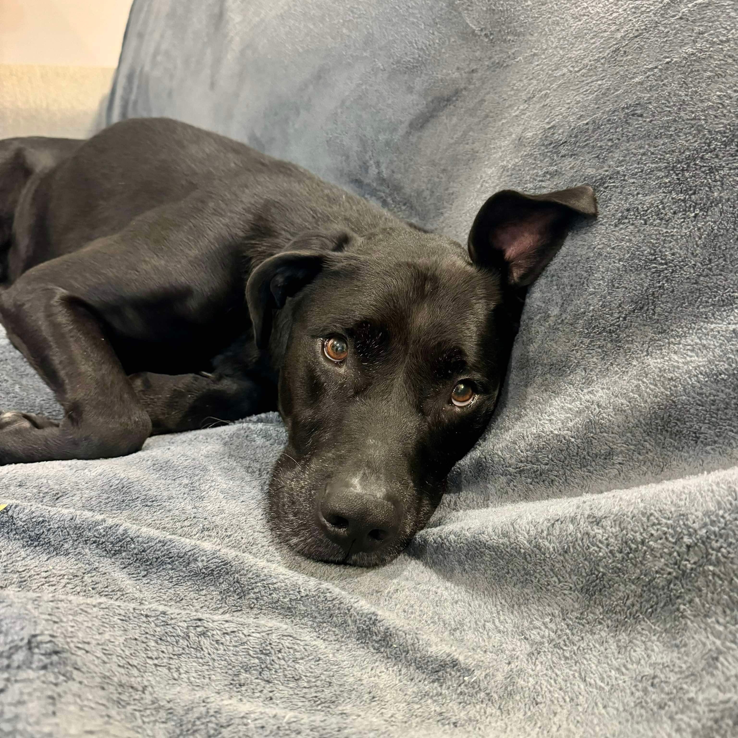 Jackson - in foster home